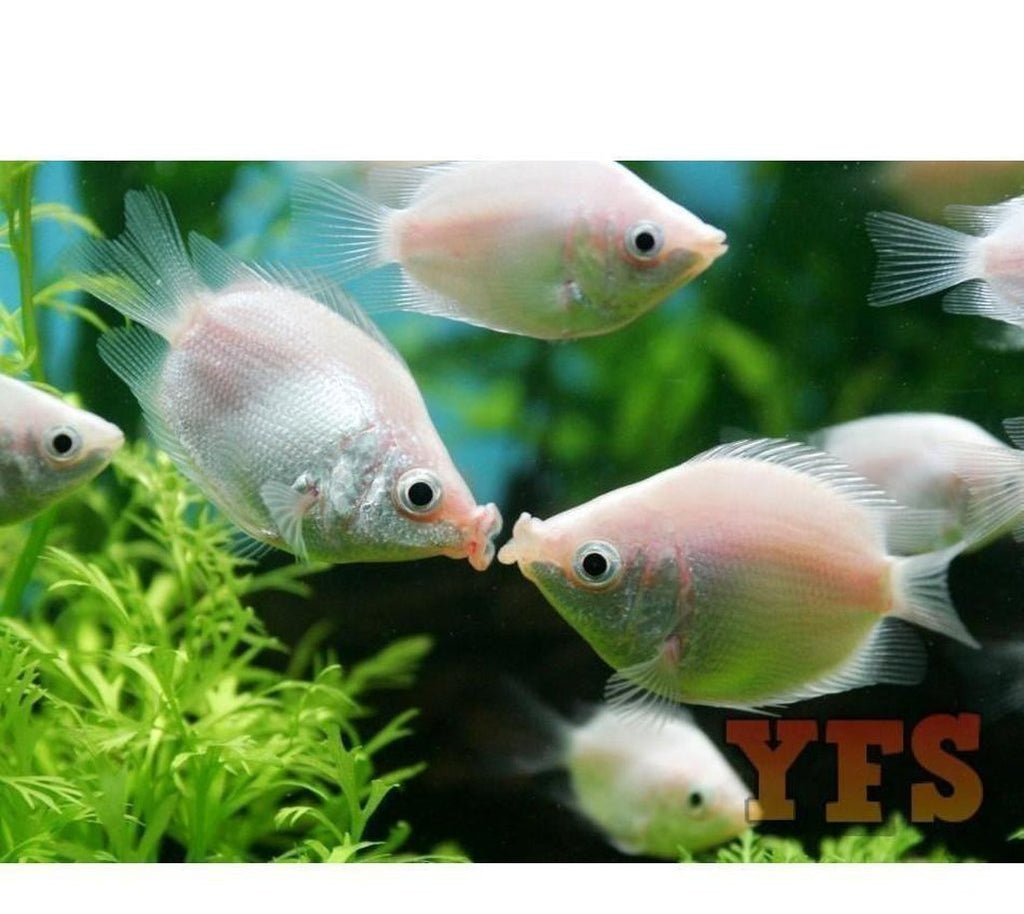 X20 Pink Kissing Gourami Package Fish Live Sml/Med Bulk Save