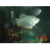 X20 Platinum Gourami Package Fish Live Sml/Med Bulk Save-Anabantoid - Gourami-www.YourFishStore.com