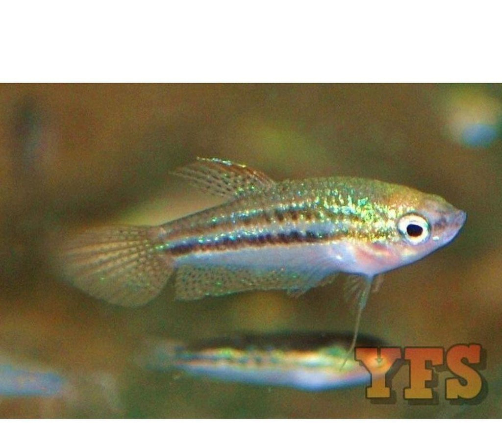 X20 Pygmy Pumilus Sparkling Gourami Package Fish Live Sml/Med