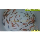 X25 African Cichlid Assorted / X10 Catfish Assorted - Freshwater Live - Free Shi-Freshwater Fish Package-www.YourFishStore.com