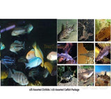 X25 African Cichlid Assorted / X10 Catfish Assorted - Freshwater Live - Free Shi-Freshwater Fish Package-www.YourFishStore.com