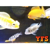 X25 African Cichlid Assorted - X5 Assorted Jellybean Cic - X1 Silver Arowana Sml-Freshwater Fish Package-www.YourFishStore.com