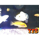 X25 African Cichlid Assorted - X5 Assorted Jellybean Cic - X1 Silver Arowana Sml-Freshwater Fish Package-www.YourFishStore.com