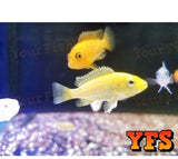 X25 African Cichlid Assorted - X5 Assorted Jellybean Cic - X1 Silver Arowana Sml-Freshwater Fish Package-www.YourFishStore.com