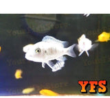 X25 African Cichlid Assorted - X5 Assorted Jellybean Cic - X1 Silver Arowana Sml-Freshwater Fish Package-www.YourFishStore.com