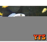 X25 African Cichlid Assorted - X5 Assorted Jellybean Cic - X1 Silver Arowana Sml-Freshwater Fish Package-www.YourFishStore.com