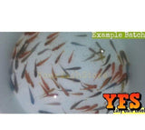 X25 African Cichlid Assorted - X5 Assorted Jellybean Cic - X1 Silver Arowana Sml-Freshwater Fish Package-www.YourFishStore.com