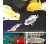 X25 African Cichlid Assorted - X5 Assorted Jellybean Cic - X1 Silver Arowana Sml-Freshwater Fish Package-www.YourFishStore.com