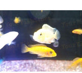 X25 African Cichlid Assorted - X8 Figure Eight Puffer - X10 Assorted Catfish-Freshwater Fish Package-www.YourFishStore.com