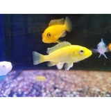X25 African Cichlid Assorted - X8 Figure Eight Puffer - X10 Assorted Catfish-Freshwater Fish Package-www.YourFishStore.com