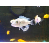 X25 African Cichlid Assorted - X8 Figure Eight Puffer - X10 Assorted Catfish-Freshwater Fish Package-www.YourFishStore.com