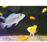 X25 African Cichlid Assorted - X8 Figure Eight Puffer - X10 Assorted Catfish-Freshwater Fish Package-www.YourFishStore.com