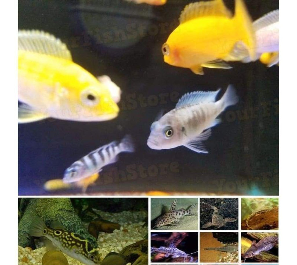 X25 African Cichlid Assorted - X8 Figure Eight Puffer - X10 Assorted Catfish