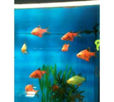 X25 Assorted Barb Fish *Bulk*- Live Freshwater Mixed Assortment + x10 Assorted Plants-Freshwater Fish Package-www.YourFishStore.com