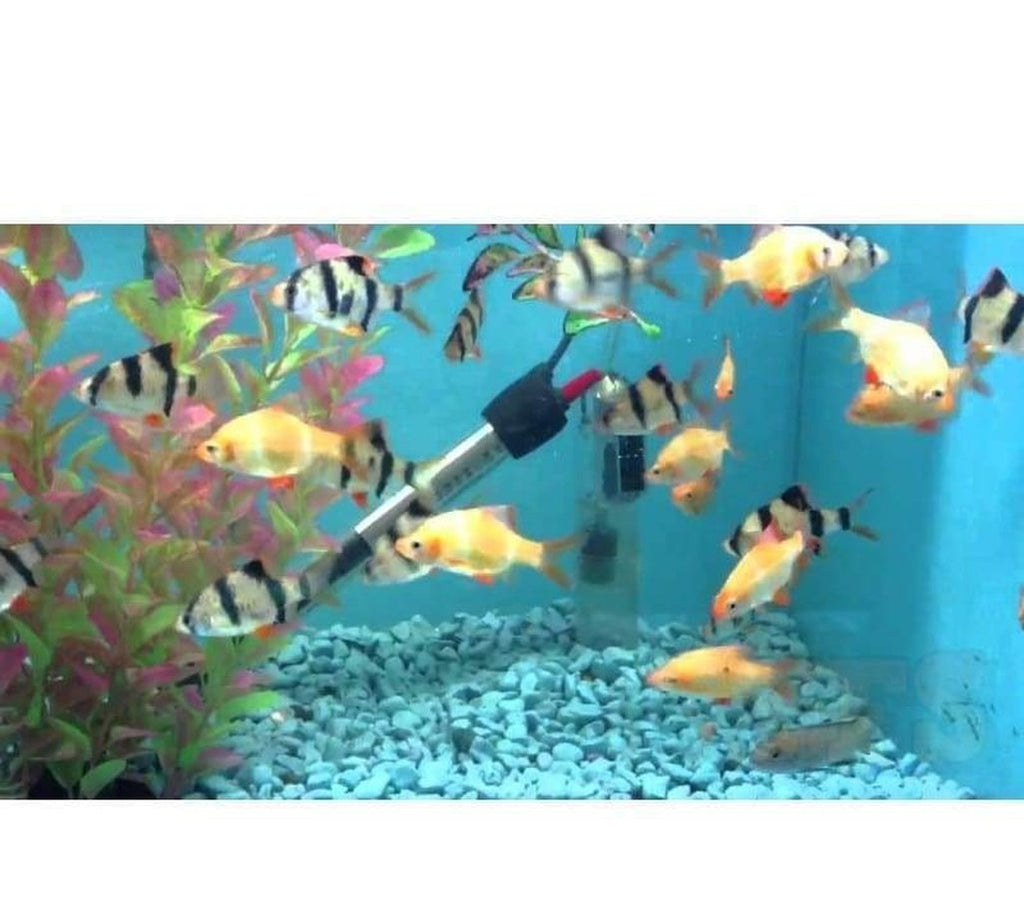 X25 Assorted Barb Fish *Bulk*- Live Freshwater Mixed Assortment + x10 Assorted Plants