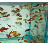 X25 Assorted Platy Fish Live Tropical Community Mix-Freshwater Fish Package-www.YourFishStore.com