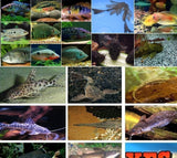 X25 Assorted South American Cichlid Assorted / X5 Pleco Assorted/ X5 Catfish Assorted *Package*-Freshwater Fish Package-www.YourFishStore.com