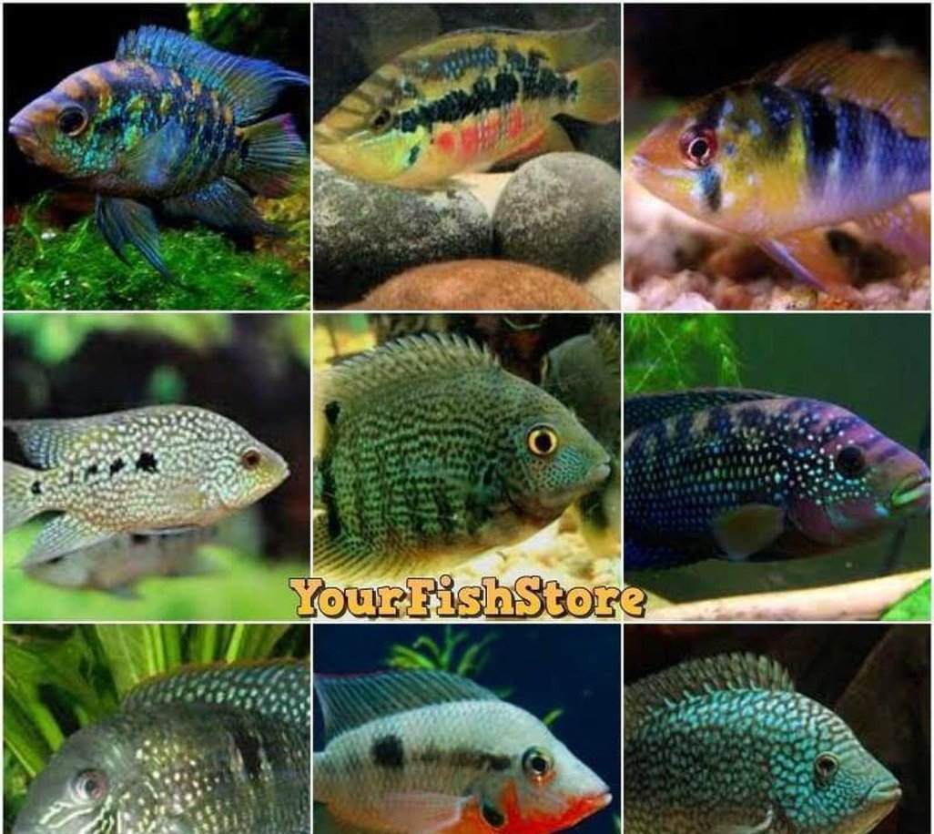X25 Assorted South American Cichlids Sml/Med - Fresh Water Free Shipping-Freshwater Fish Package-www.YourFishStore.com