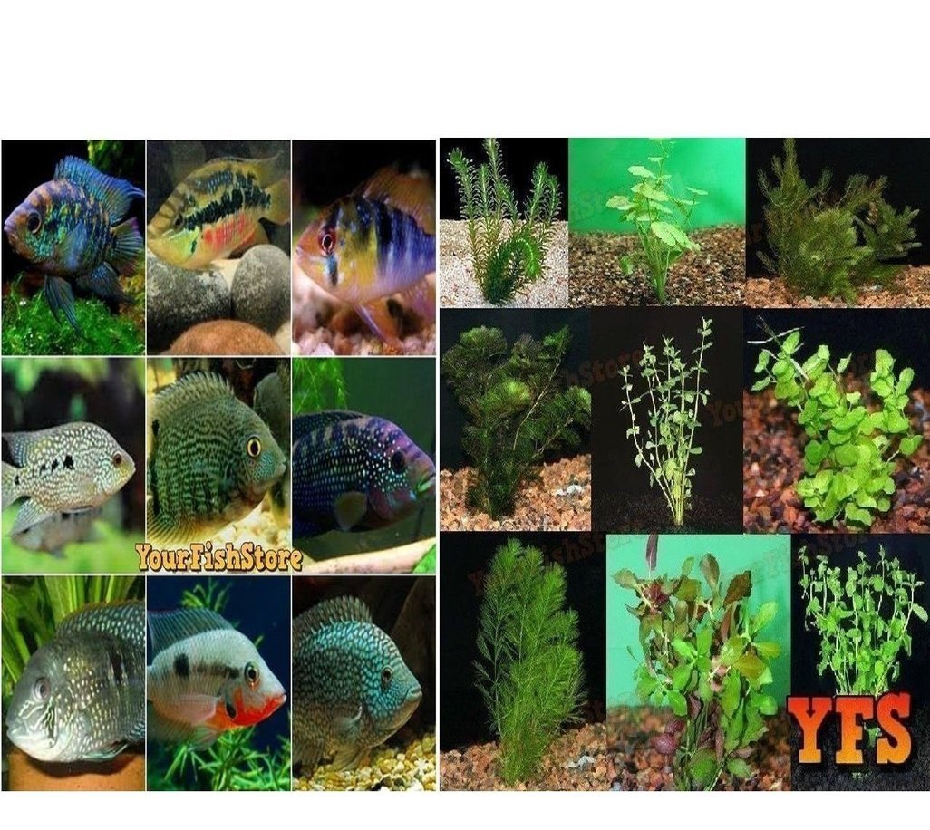 X25 Assorted South American Cichlids Sml/Med + x10 Assorted Plants-Freshwater Fish Package-www.YourFishStore.com