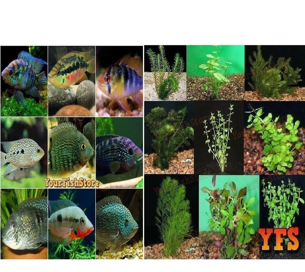 X25 Assorted South American Cichlids Sml/Med + x10 Assorted Plants