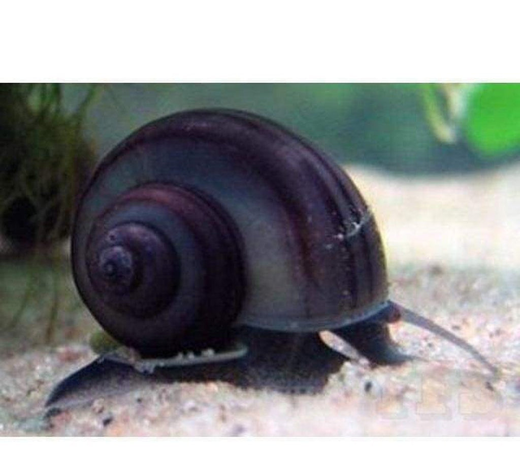 X25 Black Mystery Snails - Pomacea Diffusa - Fresh Water Fish