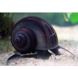 X25 Black Mystery Snails - Pomacea Diffusa - Fresh Water Fish-Freshwater Fish Package-www.YourFishStore.com