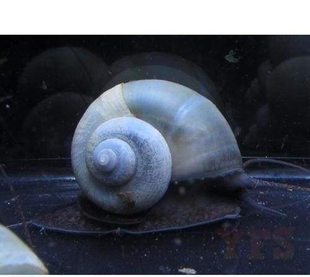 X25 Blue Mystery Snails - Pomacea Diffusa - Fresh Water Fish-Freshwater Fish Package-www.YourFishStore.com