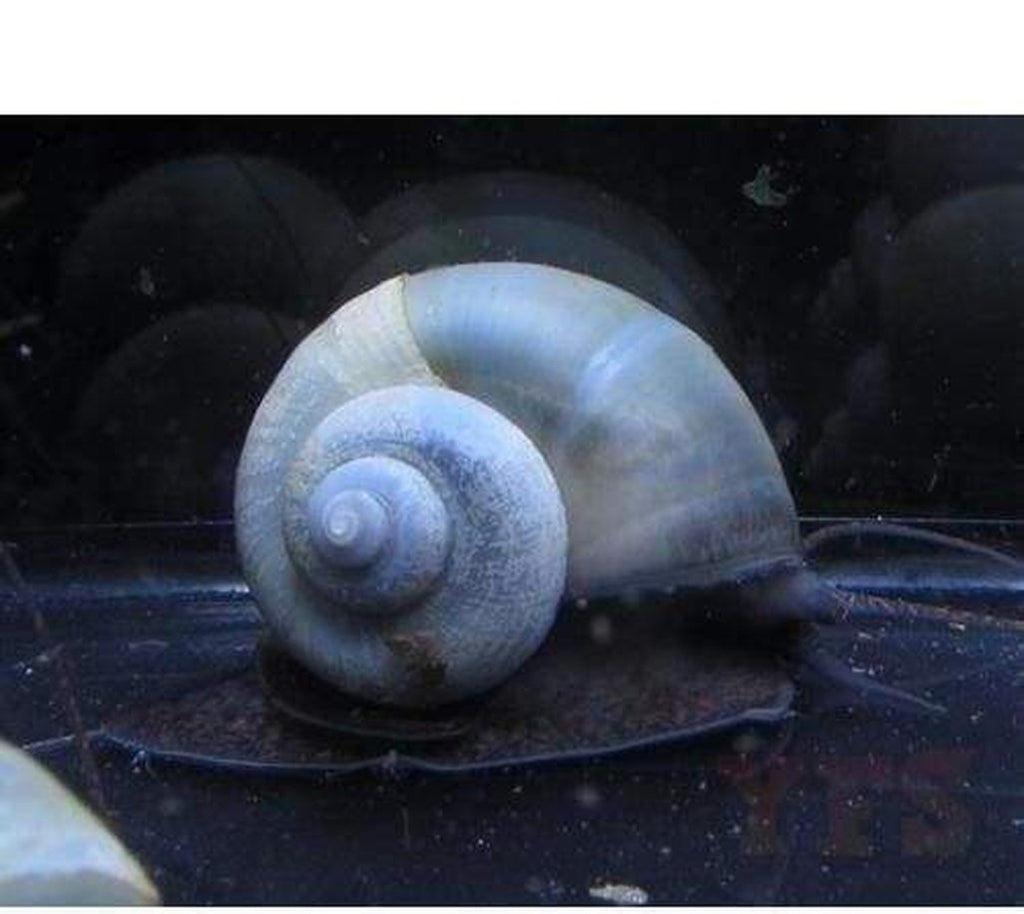 X25 Blue Mystery Snails - Pomacea Diffusa - Fresh Water Fish
