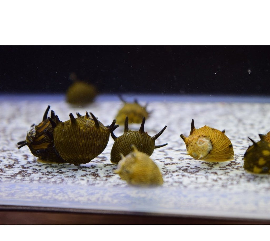 X25 Horned Nerite Snail Package - Fresh Water Snail Mystery