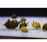 X25 Horned Nerite Snail Package - Fresh Water Snail Mystery-Freshwater Fish Package-www.YourFishStore.com