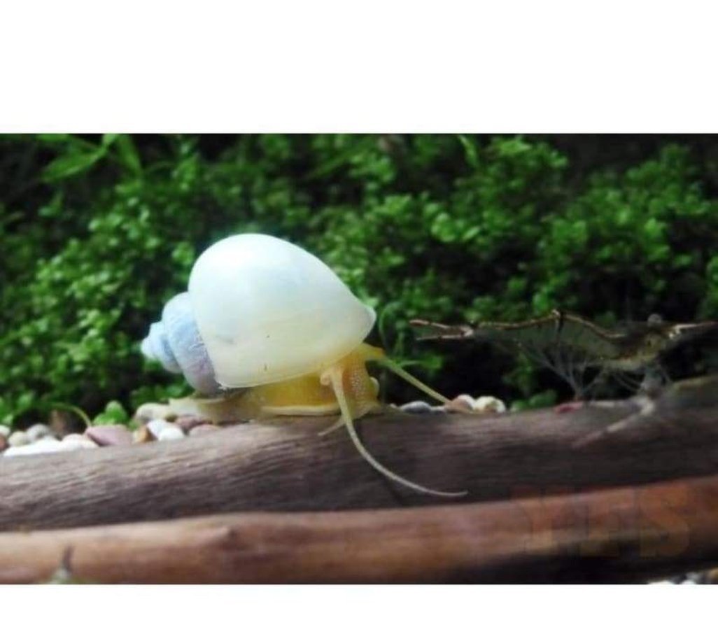 X25 Ivory Mystery Snails - Pomacea Diffusa - Fresh Water Fish-Freshwater Fish Package-www.YourFishStore.com