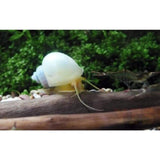 X25 Ivory Mystery Snails - Pomacea Diffusa - Fresh Water Fish-Freshwater Fish Package-www.YourFishStore.com