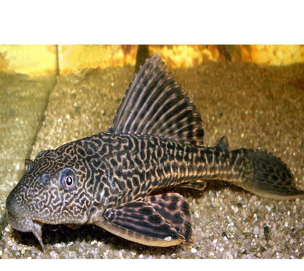 X25 PLECOSTOMUS PLECO SM/MED 1" - 1 1/2" - LIPOSARCUS ANISITSI - **BULK BUY**-Complete Tank Packages-www.YourFishStore.com