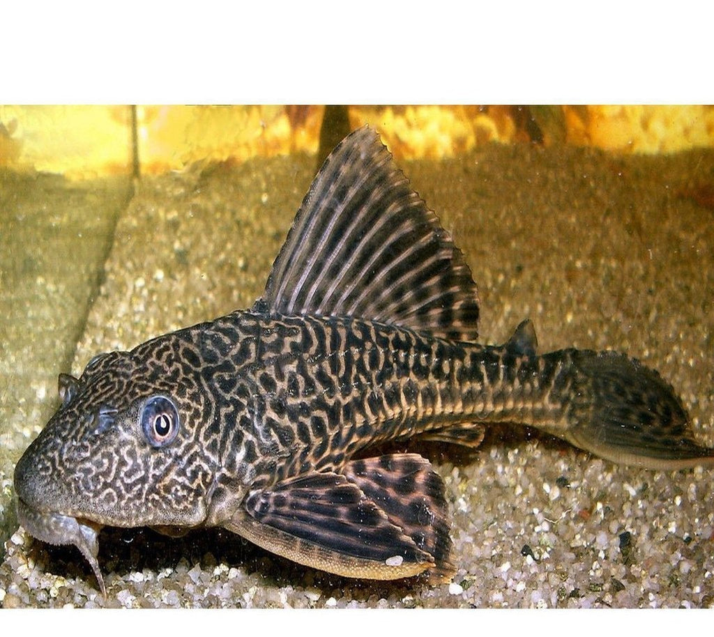 X25 PLECOSTOMUS PLECO SM/MED 1" - 1 1/2" - LIPOSARCUS ANISITSI - **BULK BUY**