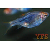 X25 Purple Harlequin Rasbora 1/2" - 1 1/2" Each - Package - Freshwater Fish-Rasbora-www.YourFishStore.com