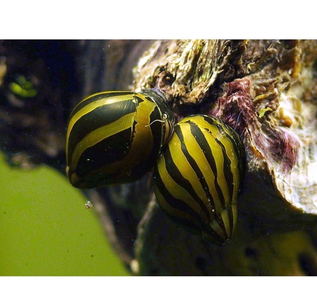 X25 Zebra Nerite Snails Package - Fresh Water Fish Mystery