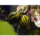 X25 Zebra Nerite Snails Package - Fresh Water Fish Mystery-Freshwater Fish Package-www.YourFishStore.com
