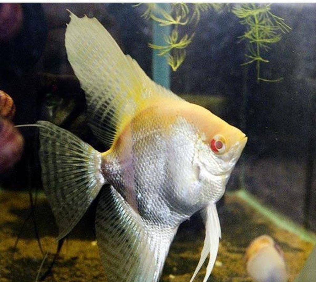 X3 Albino Pearlscale Angel Fish Sm/Med 1"-2" Fresh Water-Freshwater Fish Package-www.YourFishStore.com