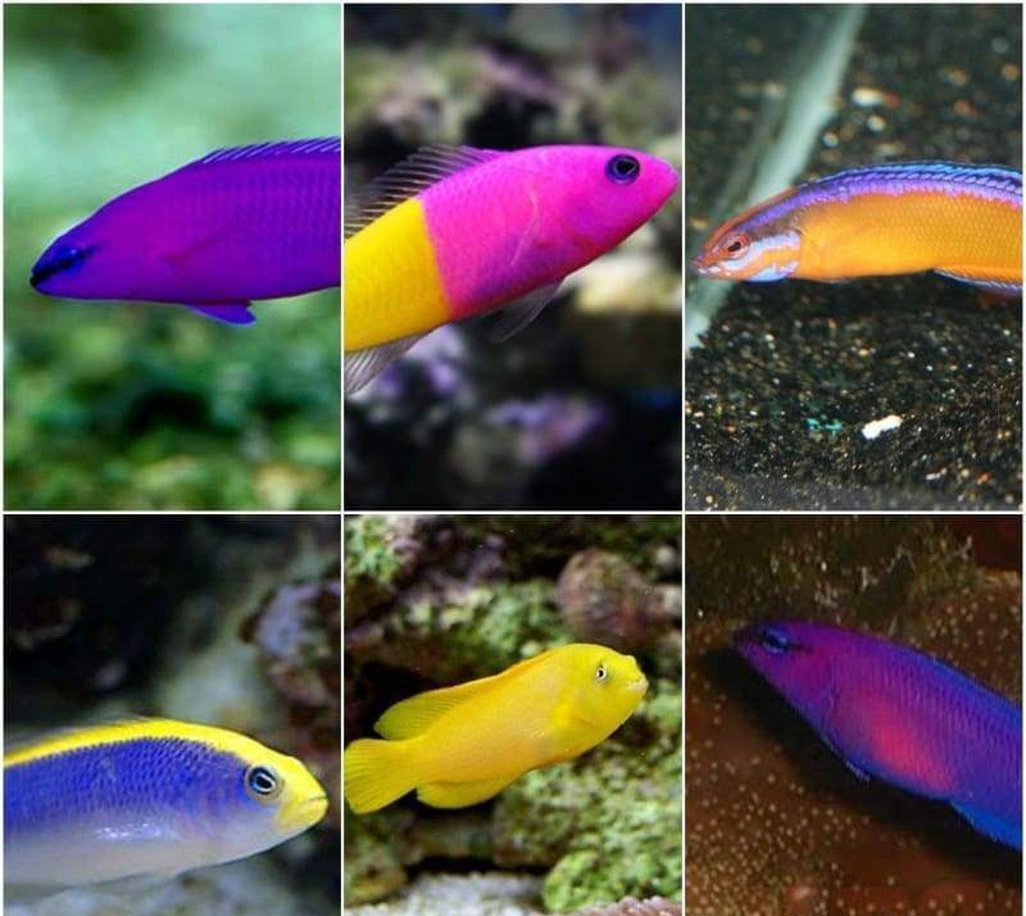 X3 Assorted Dotty Fish Package - Saltwater-Freshwater Fish Package-www.YourFishStore.com