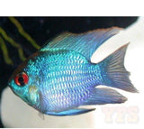 X3 Ballon Electric Blue Ram Cichlids - 1" - 2" Each - Freshwater-Freshwater Fish Package-www.YourFishStore.com