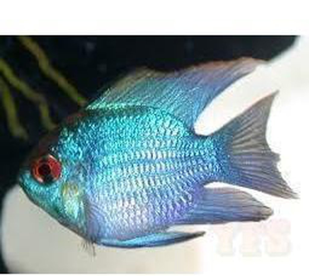 X3 Balloon Electric Blue Ram Cichlid Sml/Med 1" - 2" Each Freshwater Fish-Freshwater Fish Package-www.YourFishStore.com