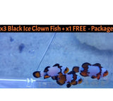 X3 Black Ice Clown Fish Med + X1 Black Ice Clown Fish Free - (Total 4)-marine fish packages-www.YourFishStore.com