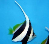X3 Black & White Heniochus Fish - Acuminatus - Med 2" - 3" Each Free Shipping-marine fish packages-www.YourFishStore.com