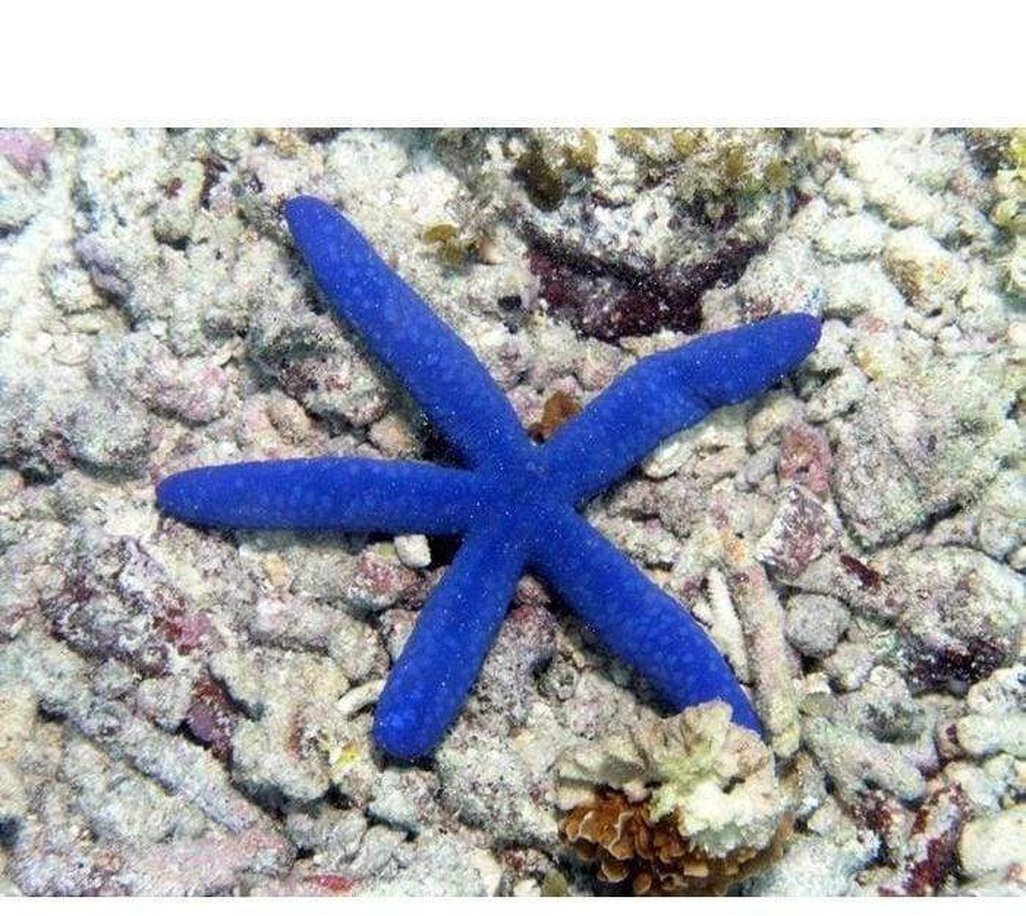 X3 Blue Linckia Star Fish - Linckia Laevigata - Yourfishstor-marine fish packages-www.YourFishStore.com