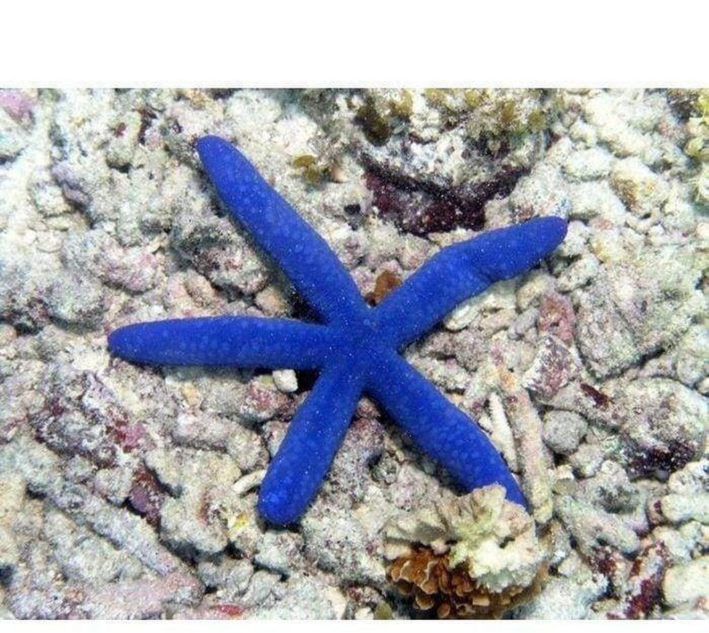 X3 Blue Linckia Star Fish - Linckia Laevigata - Yourfishstor