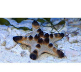 X3 Chocolate Chip Starfish Package - Protoreaster Nodosus-marine fish packages-www.YourFishStore.com