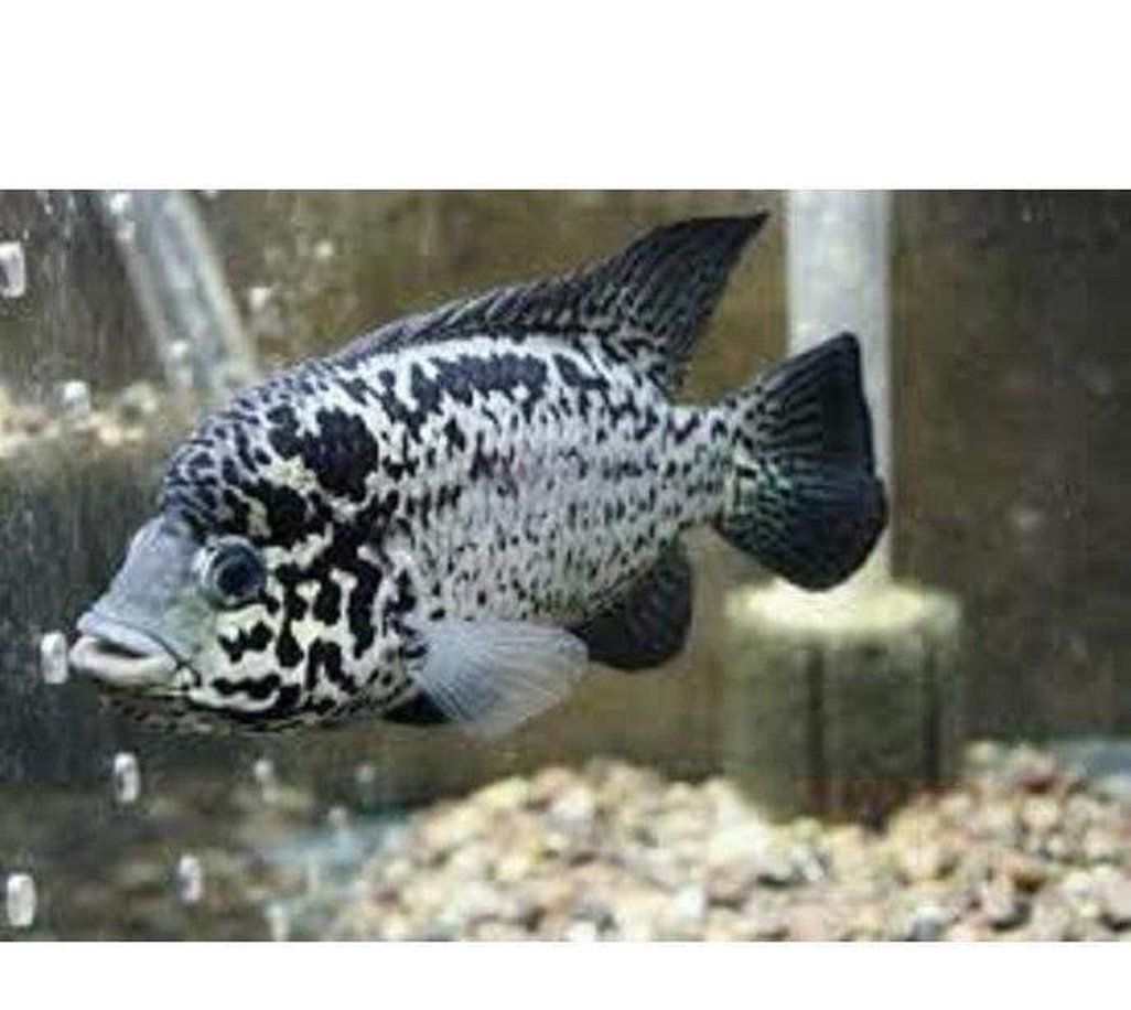 X3 Cuban Cichlid South American Sml/Med 1"-2" Fresh Water-Freshwater Fish Package-www.YourFishStore.com