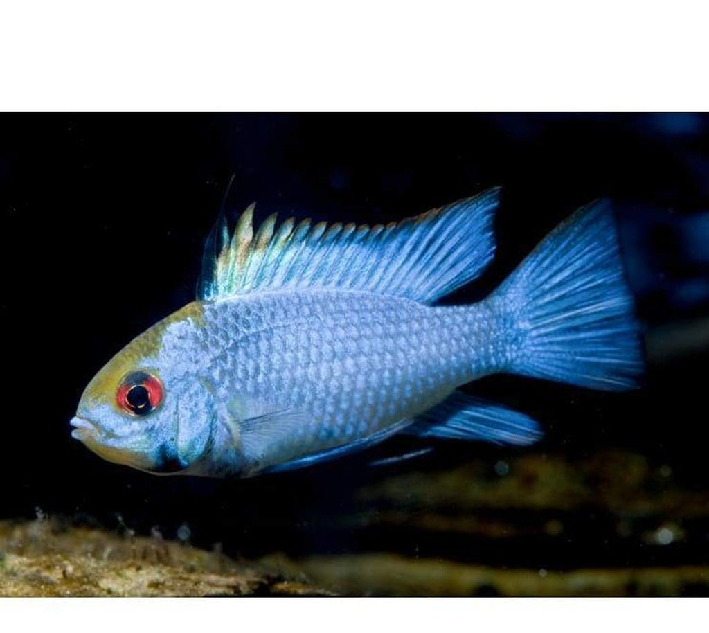 X3 Electric Blue Ram Cichlids Sml/Med 1" - 2" Each Freshwater Fish