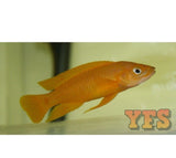X3 Lamprologus Leleupi Cichlid Freshwater Sml/Med 1" - 2" Each-Freshwater Fish Package-www.YourFishStore.com