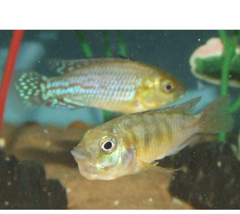X3 Mouthbrooder Pseudo. Nicholsi Cichlid Sm/Md 1" - 2" Each Freshwater Fish